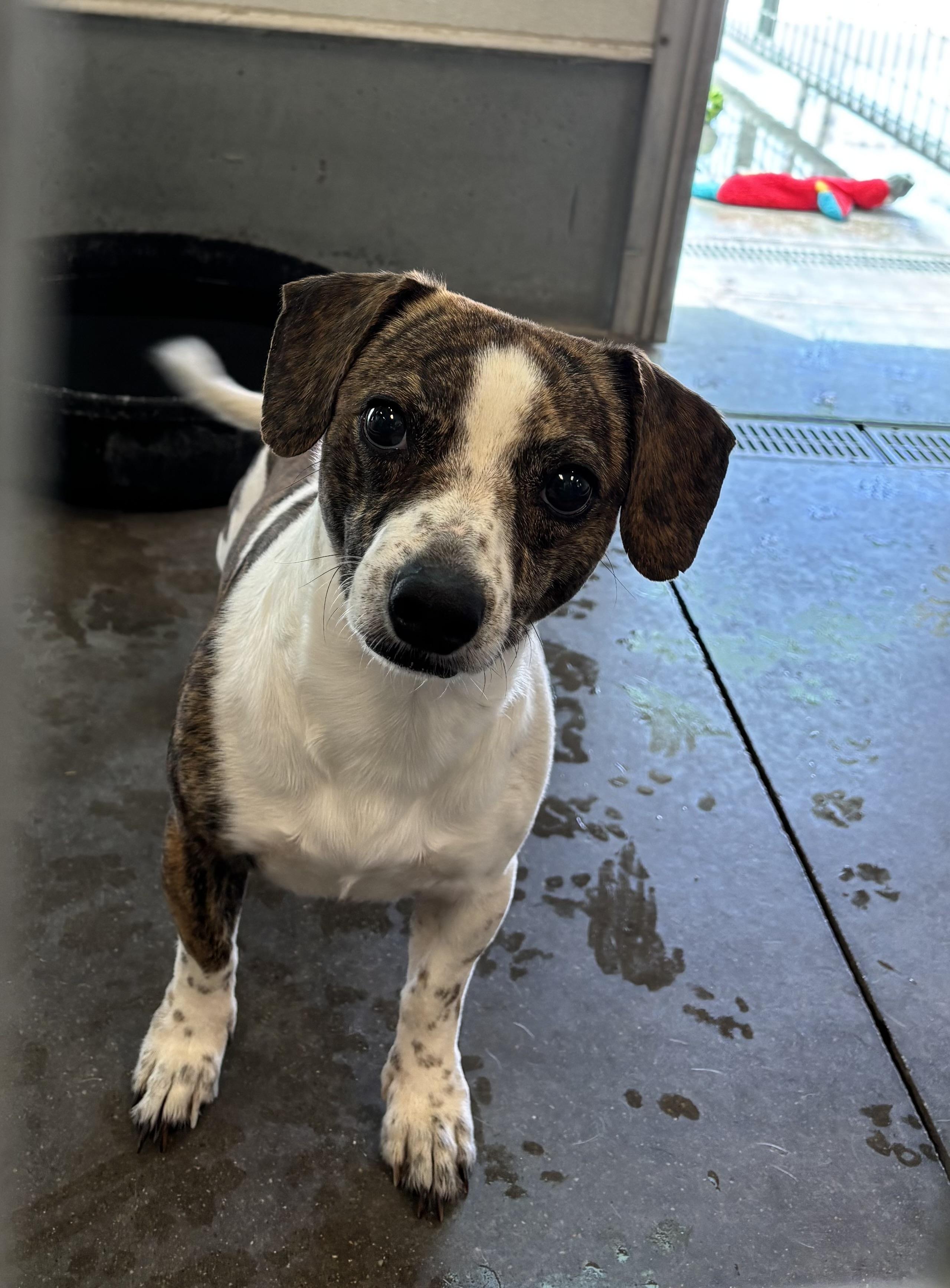 Enlarge Charlie Brown, an adoptable mixed breed in Torrington, WY image 1/2