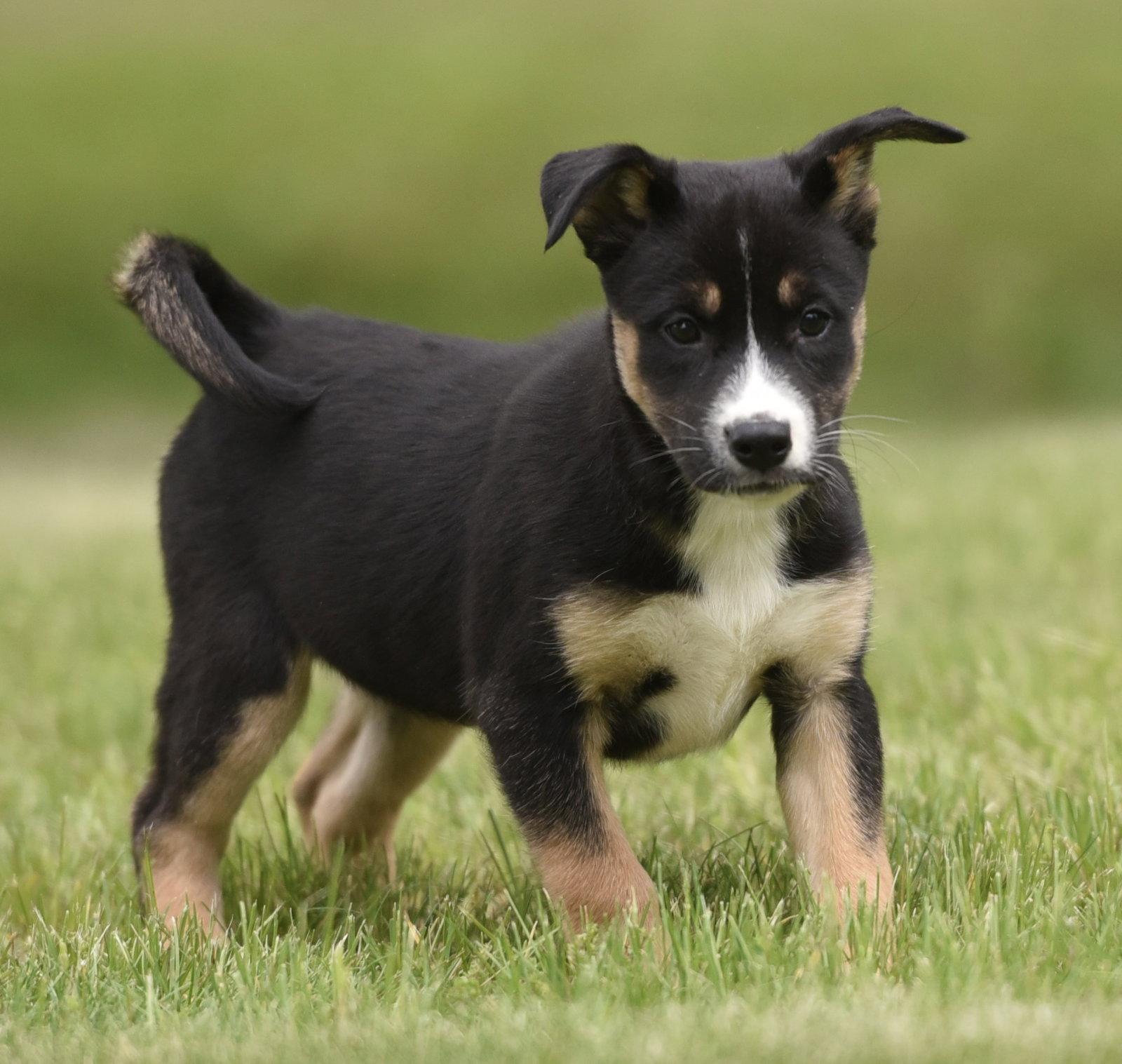 Adalia, Adoptable, Puppy Female Australian Shepherd & Shepherd.