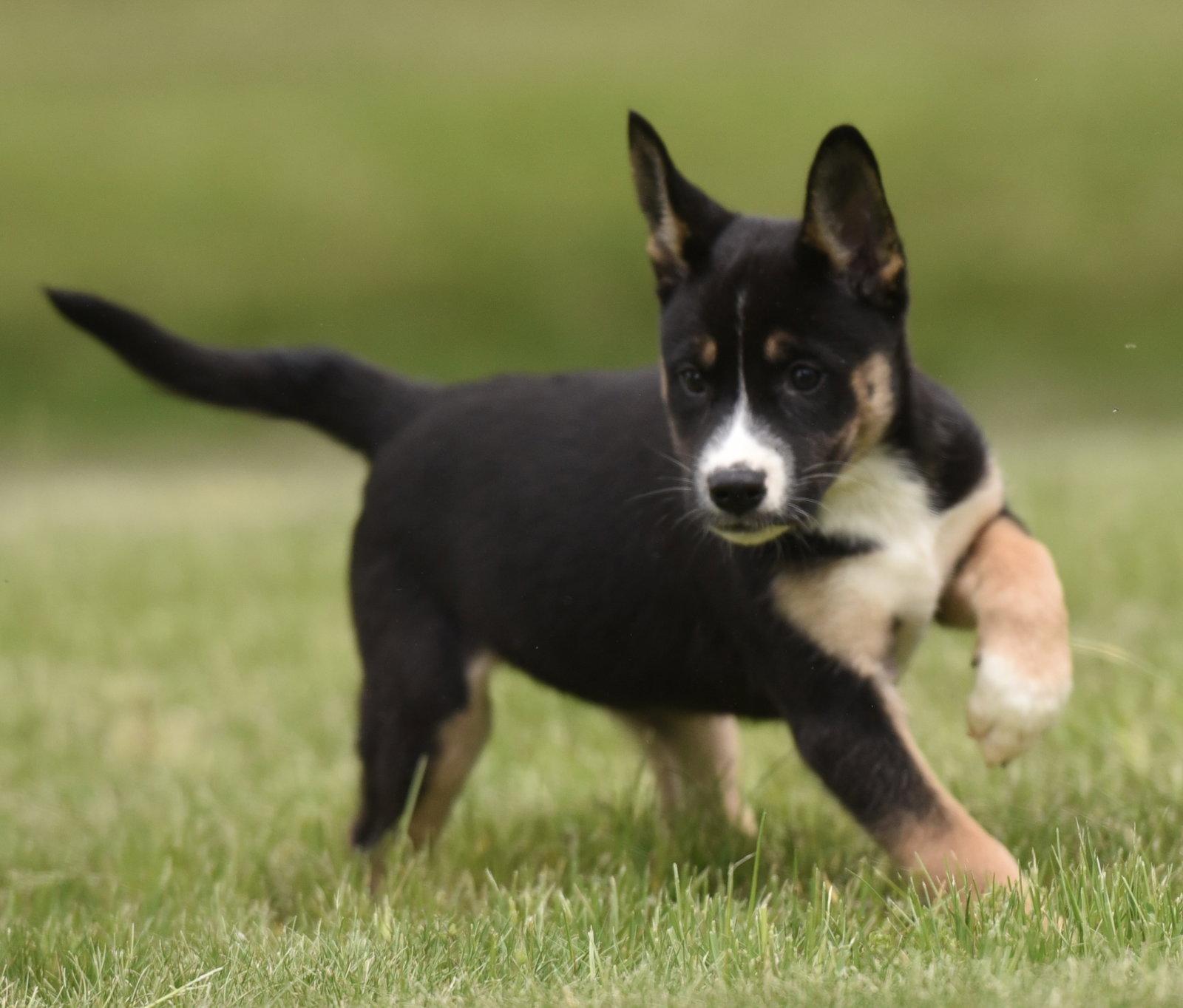 Adalia, a Adoptable mixed breed in Mechanicsburg, PA image 2/3