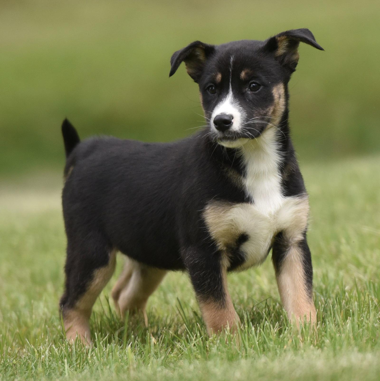 Adalia, a Adoptable mixed breed in Mechanicsburg, PA image 3/3