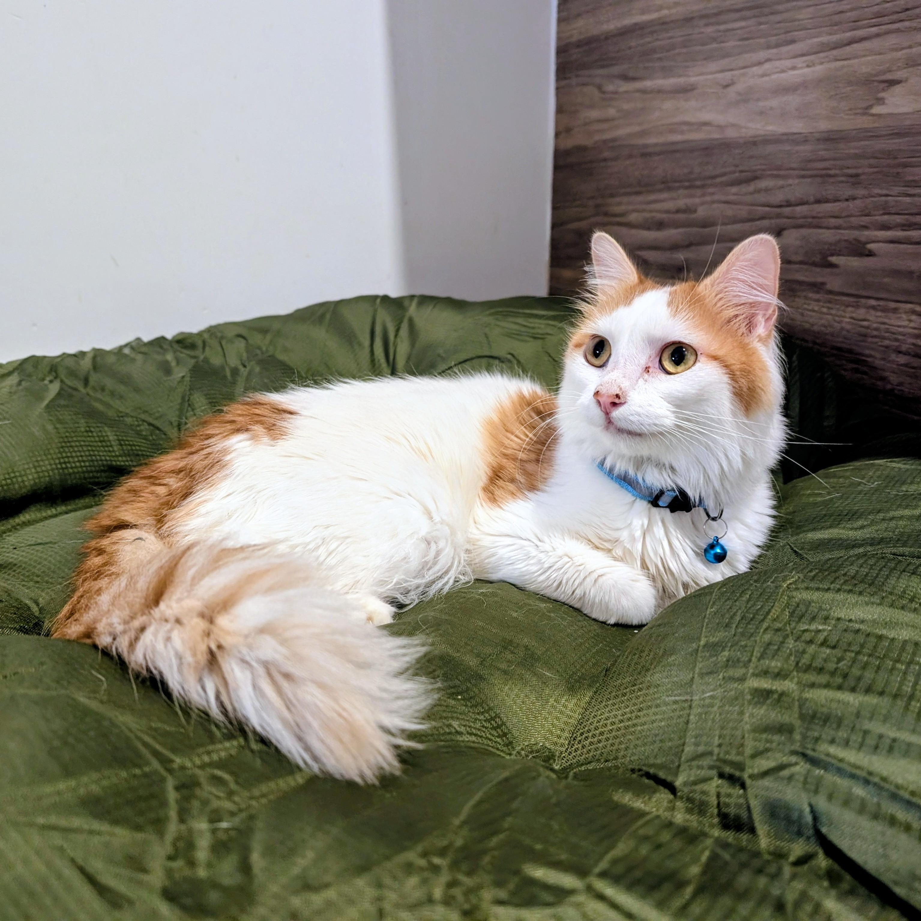Maestro, ADOPTABLE, Young Male Domestic Long Hair.