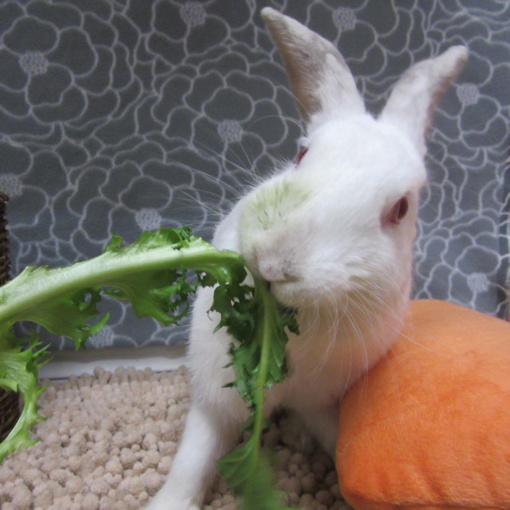 Enlarge Blanca, a Adoptable New Zealand in Newport, PA image 1/3