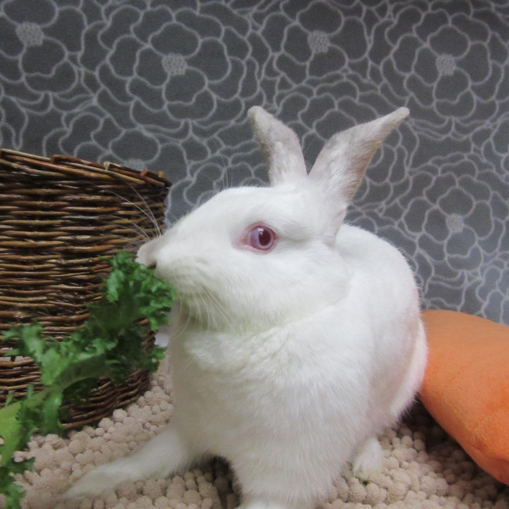 Enlarge Blanca, a Adoptable New Zealand in Newport, PA image 2/3