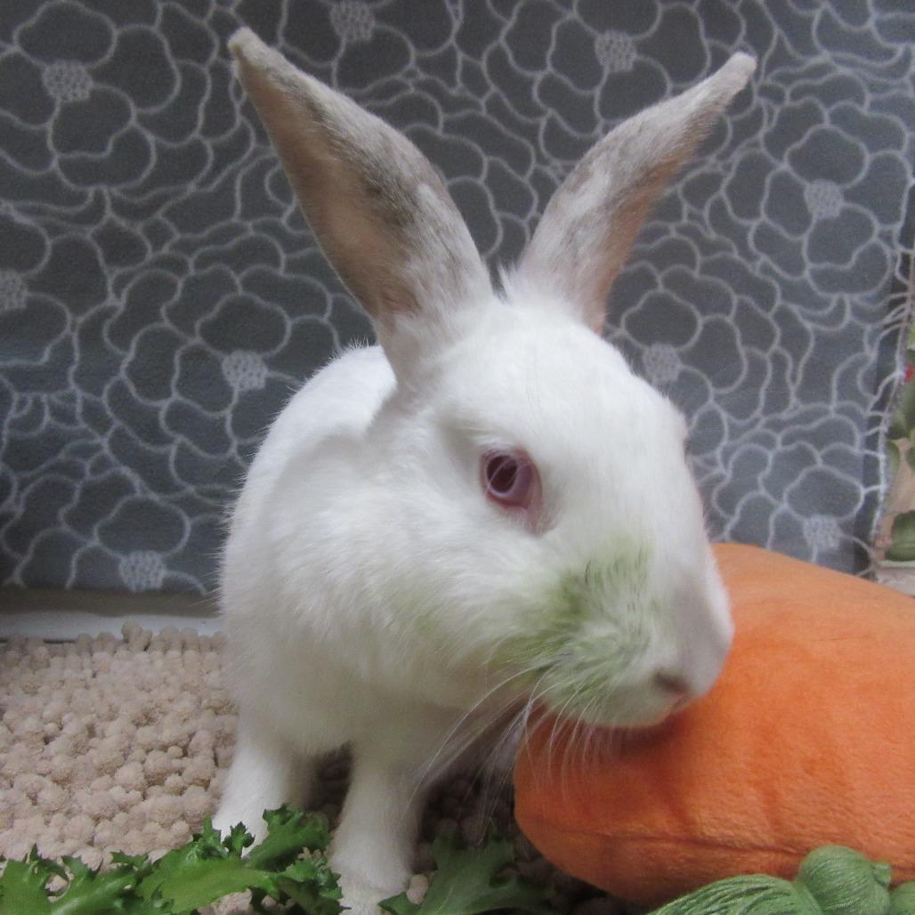 Enlarge Blanca, a Adoptable New Zealand in Newport, PA image 3/3