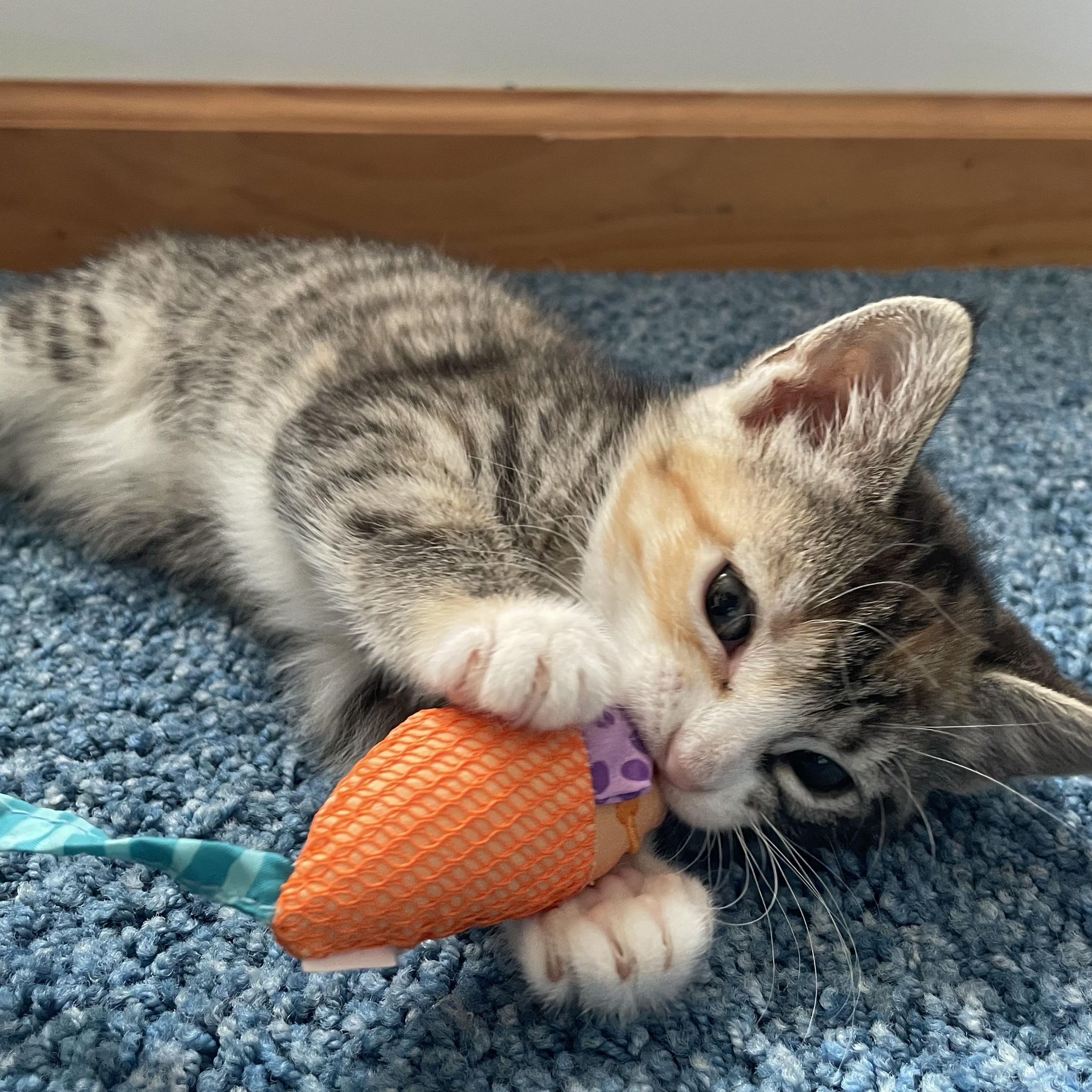Enlarge Nellie, an adopted mixed breed in Germansville, PA image 4/4