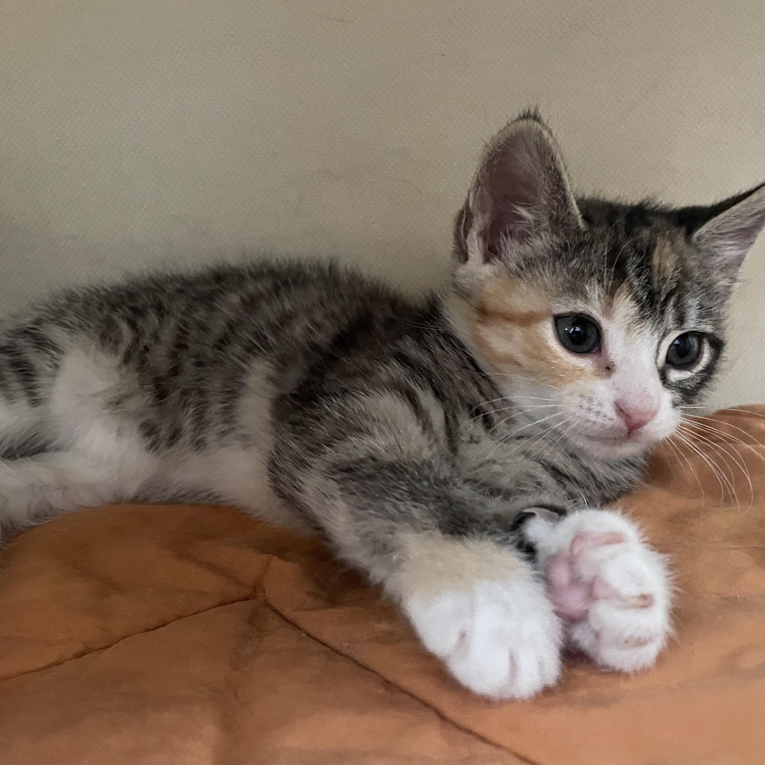 Enlarge Nellie, an adopted mixed breed in Germansville, PA image 2/4