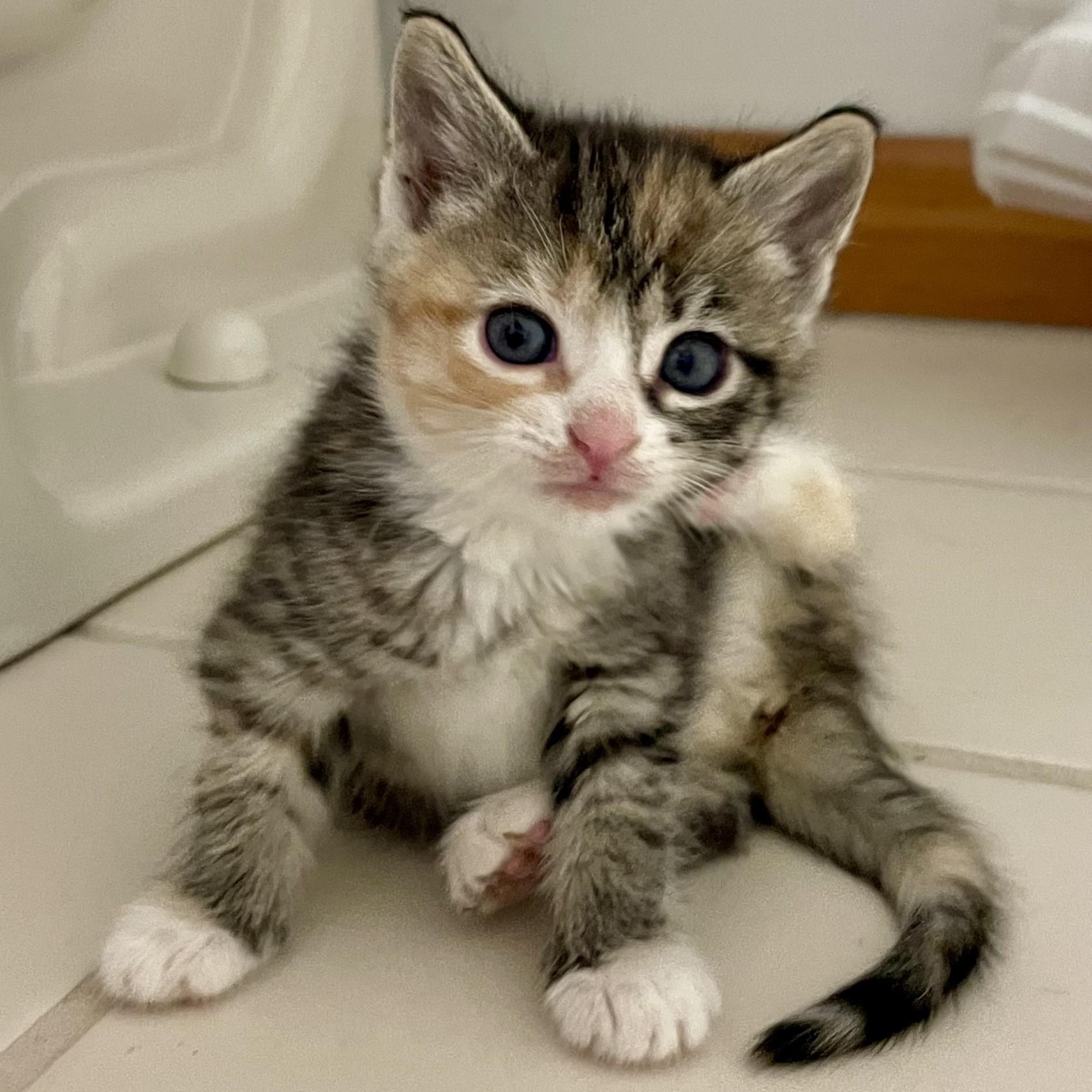 Enlarge Nellie, an adopted mixed breed in Germansville, PA image 3/4