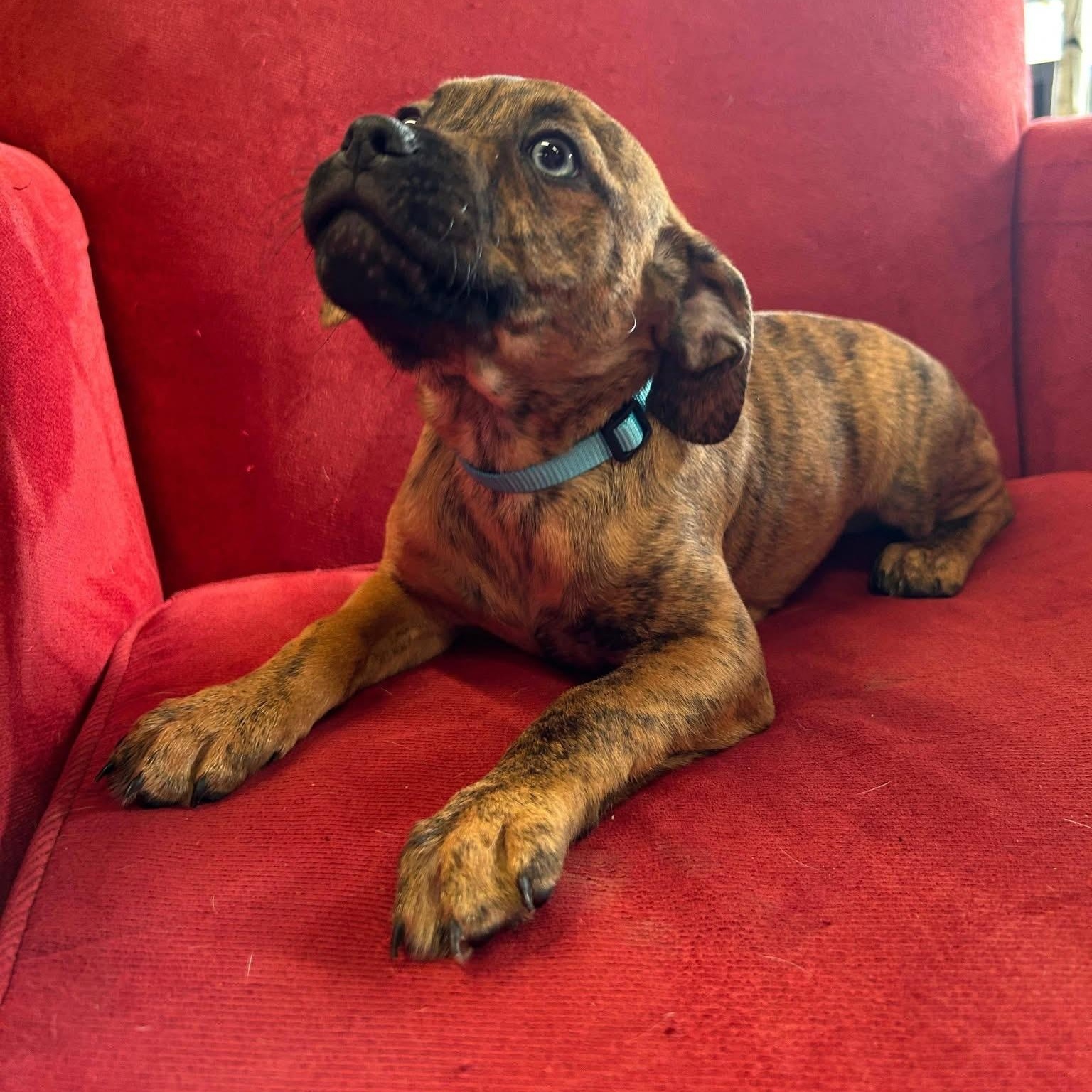 Enlarge Suellen, an adopted mixed breed in Midland, MI image 2/3