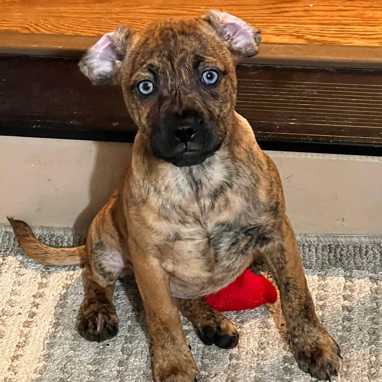 Enlarge Suellen, an adopted mixed breed in Midland, MI image 3/3