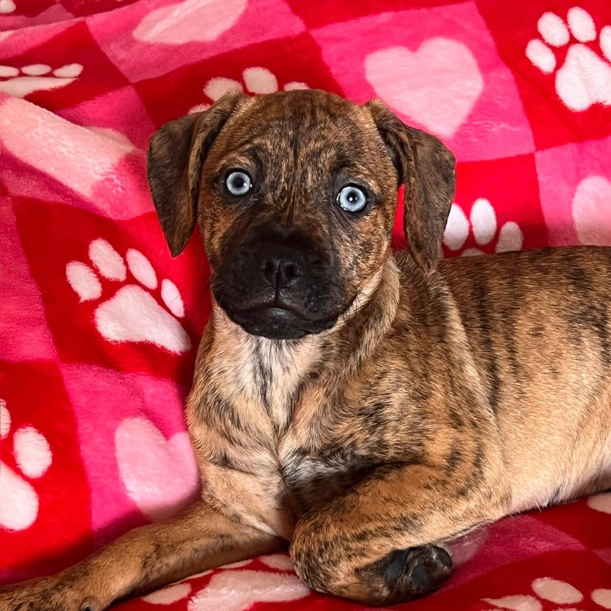 Suellen, adopted, Puppy Female Boxer & Husky.