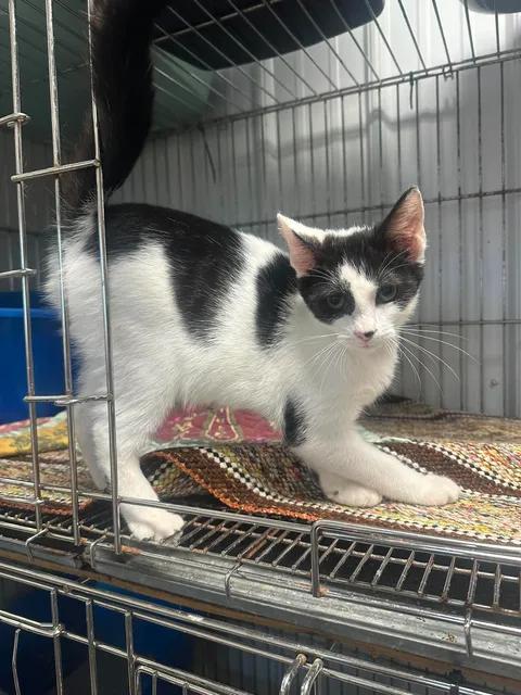 Rosie, ADOPTABLE, Young Female American Shorthair.