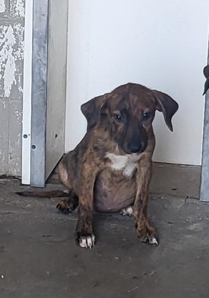 Trufle, Adoptable, Young Female Labrador Retriever & Hound.