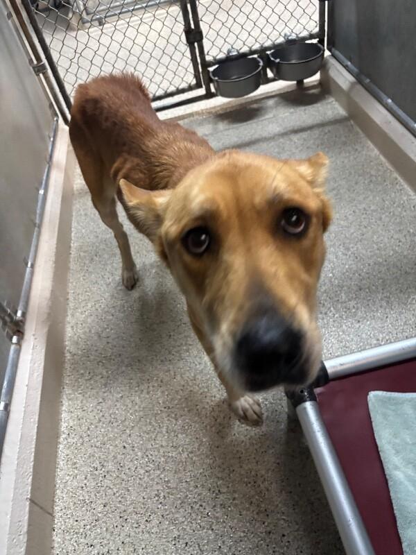 Enlarge Nala, a Adoptable mixed breed in Supply, NC image 1/3