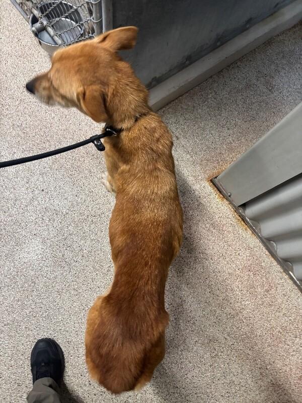 Enlarge Nala, a Adoptable mixed breed in Supply, NC image 2/3
