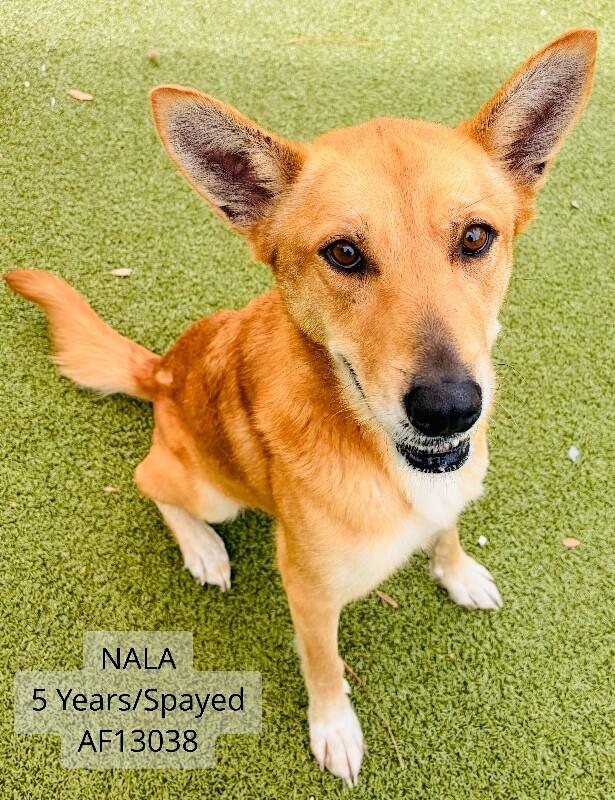 Enlarge Nala, a Adoptable mixed breed in Supply, NC image 3/3