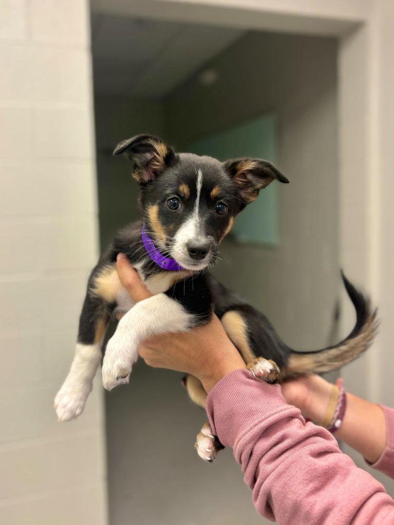 Lunar Eclipse, Adopted, Puppy Female Corgi & Australian Shepherd.