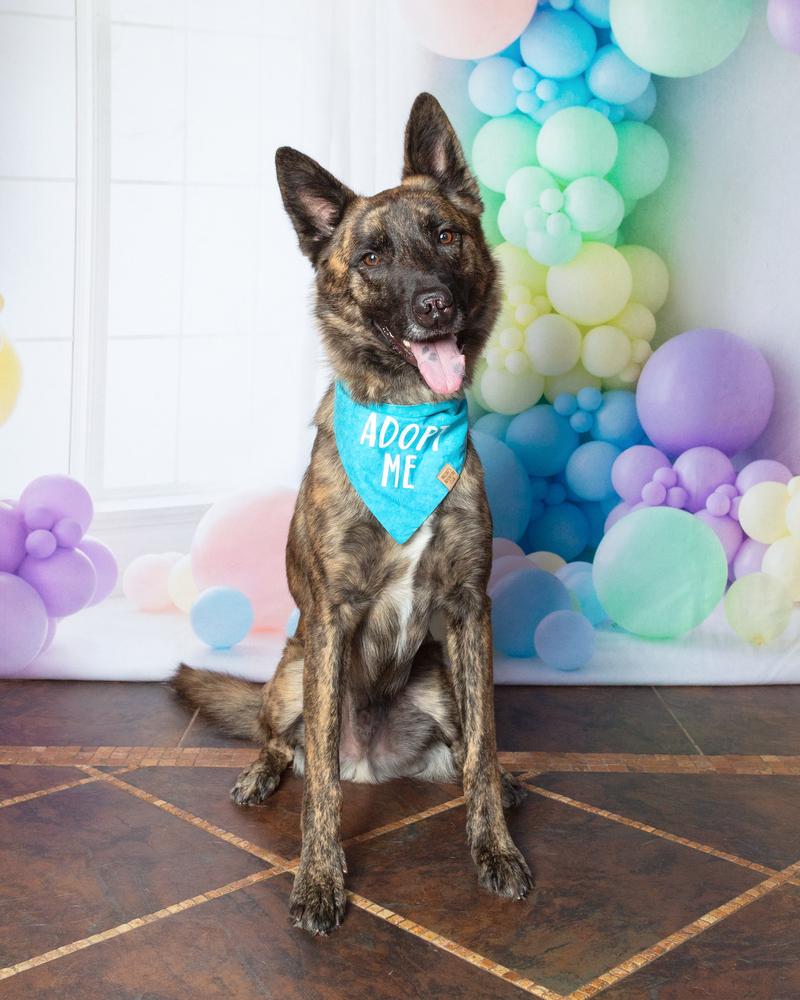 Enlarge Leon, a Adoptable mixed breed in Frisco, TX image 1/6