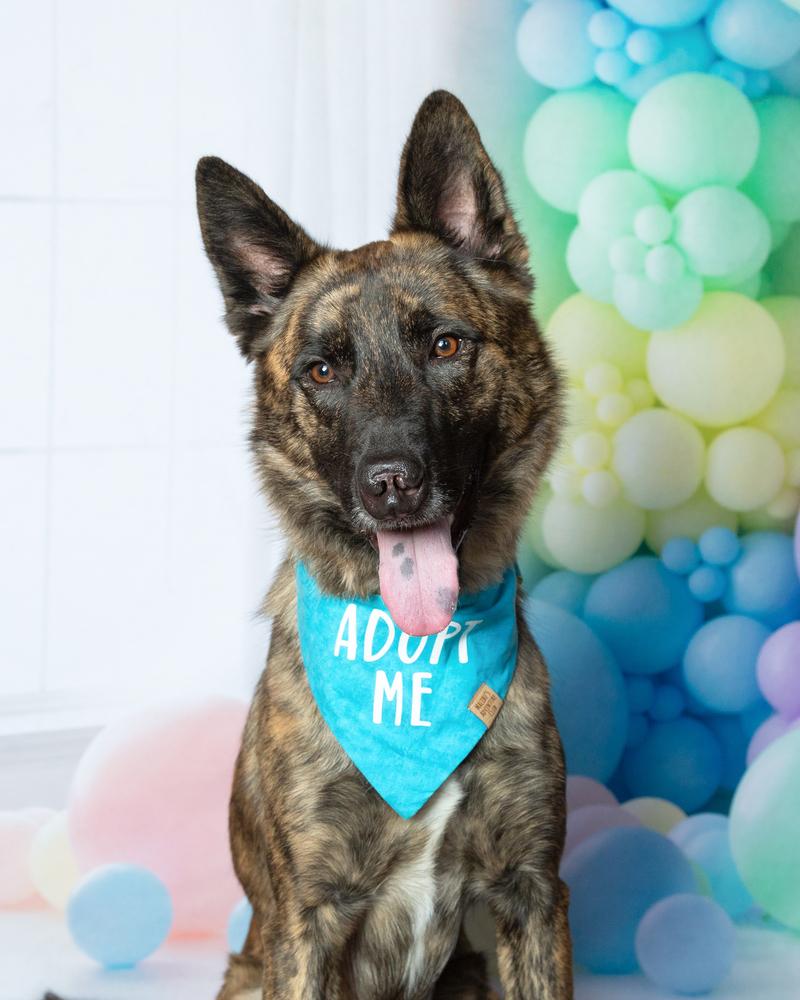 Enlarge Leon, a Adoptable mixed breed in Frisco, TX image 2/6