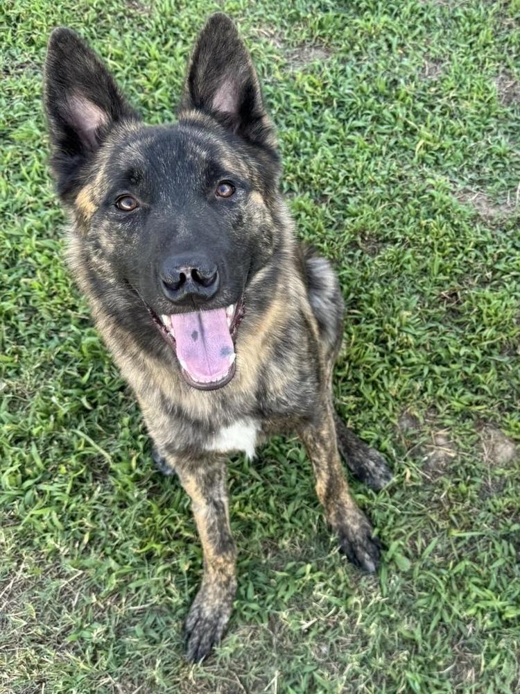 Leon, Adoptable, Young Male German Shepherd Dog & Siberian Husky.