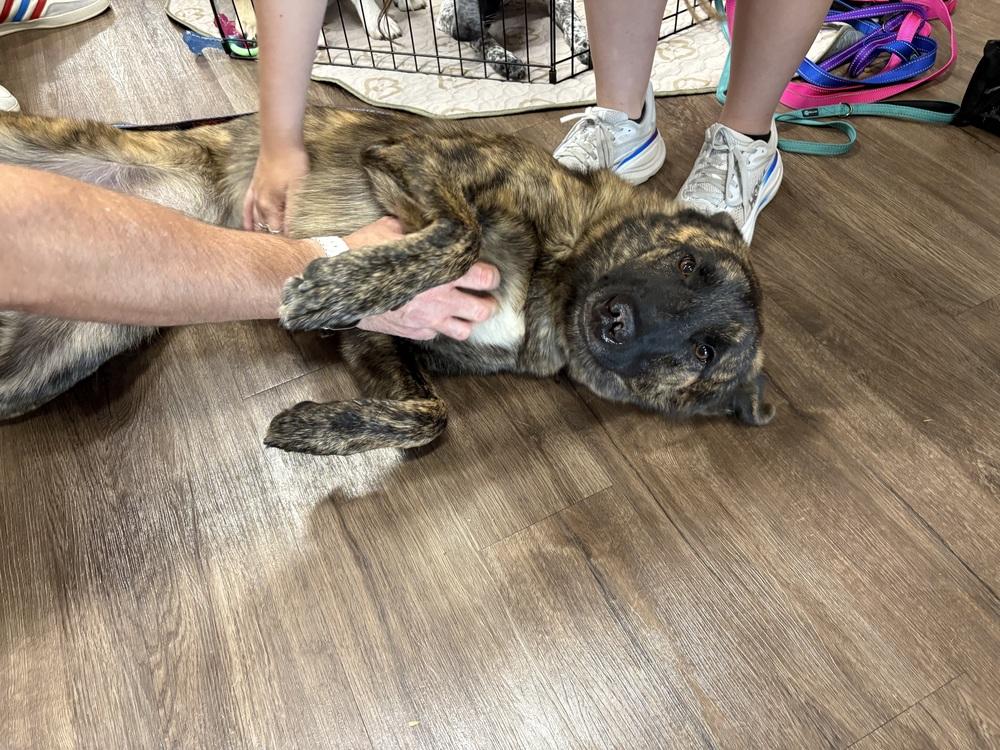 Leon, a Adoptable mixed breed in Frisco, TX image 2/6