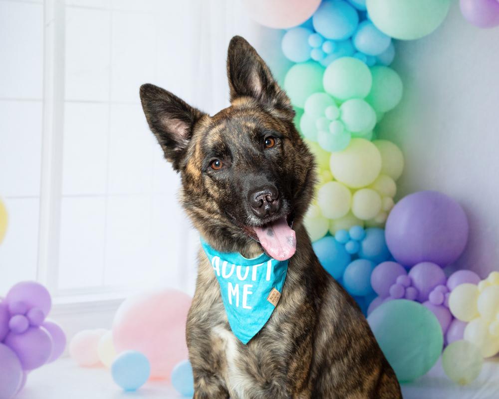 Enlarge Leon, a Adoptable mixed breed in Frisco, TX image 3/6