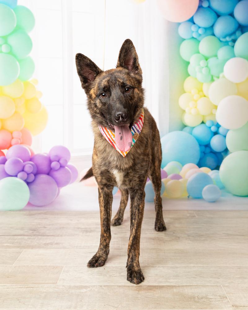 Leon, a Adoptable mixed breed in Frisco, TX image 4/6