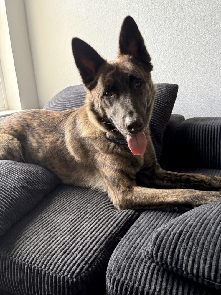 Enlarge Leon, a Adoptable mixed breed in Frisco, TX image 4/6