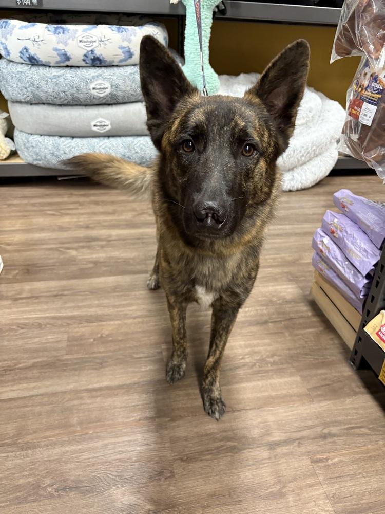 Leon, a Adoptable mixed breed in Frisco, TX image 5/6