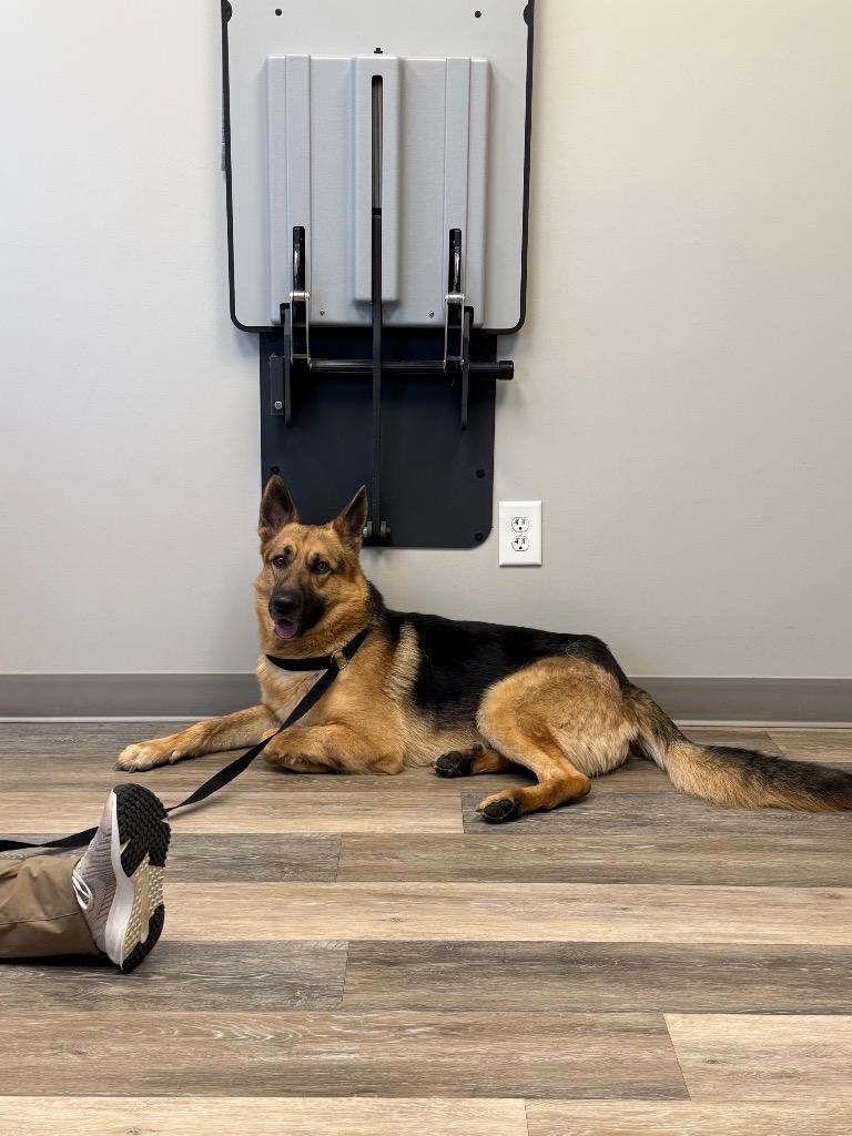 Vader, Adoptable, Young Male German Shepherd Dog.