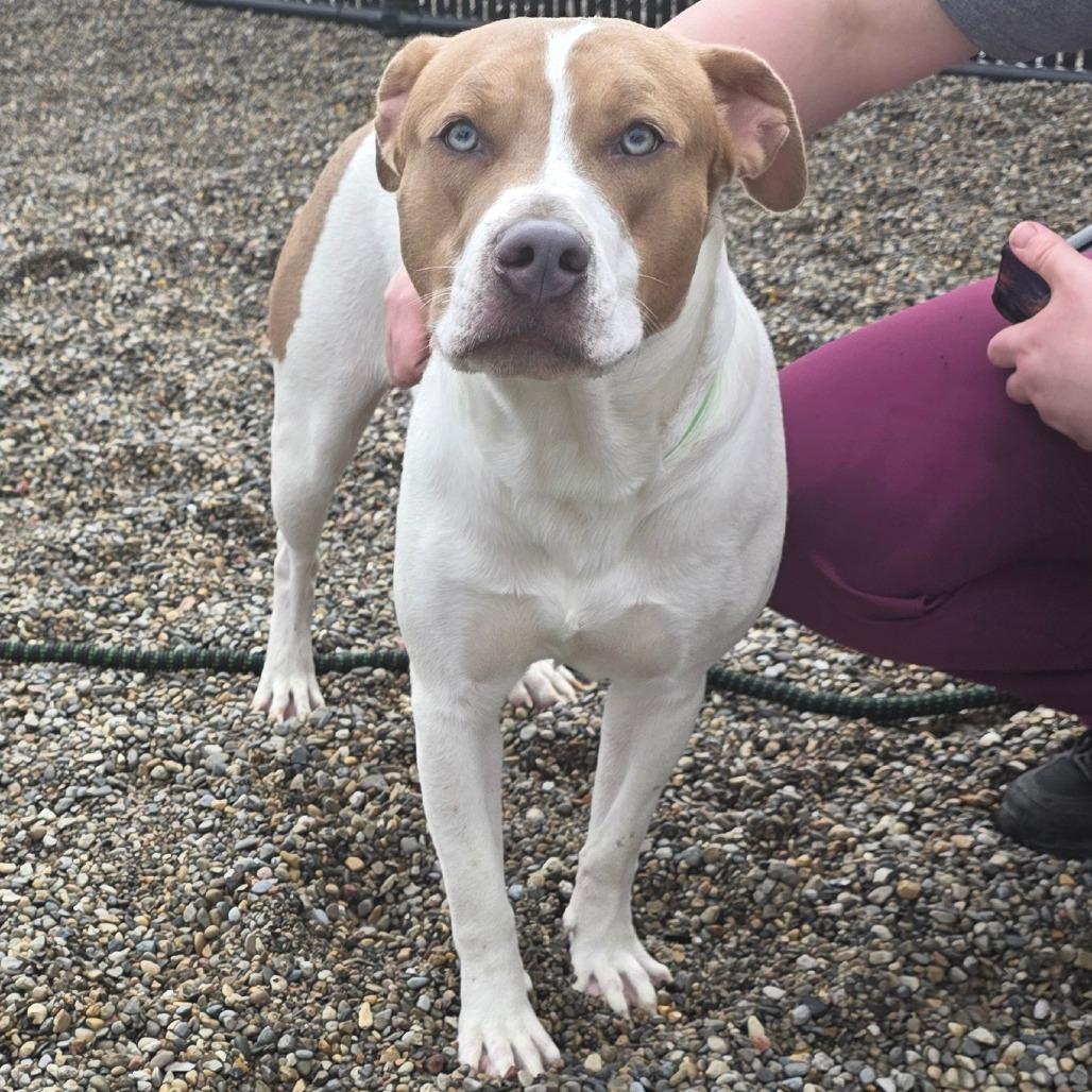 Enlarge Knibbles, a Adoptable Mixed Breed in Fort Wayne, IN image 1/6