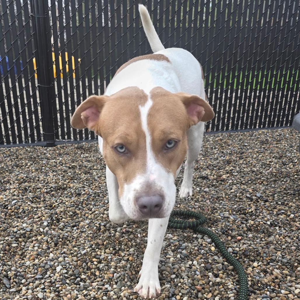 Enlarge Knibbles, a Adoptable Mixed Breed in Fort Wayne, IN image 2/6