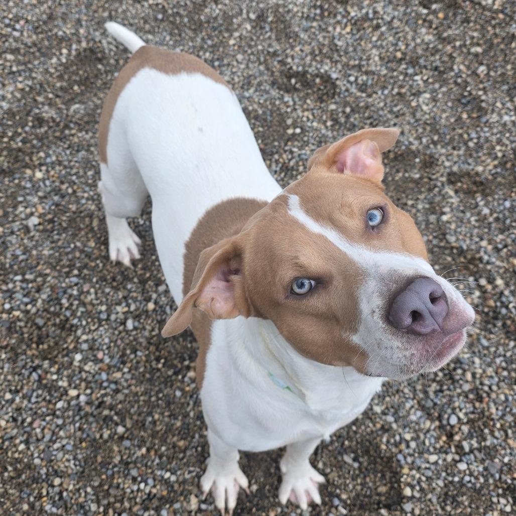 Enlarge Knibbles, a Adoptable Mixed Breed in Fort Wayne, IN image 3/6