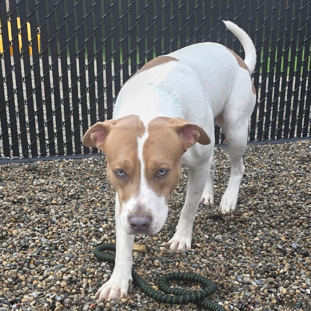 Enlarge Knibbles, a Adoptable Mixed Breed in Fort Wayne, IN image 4/6