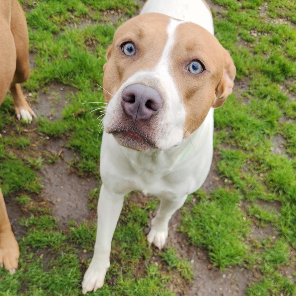 Enlarge Knibbles, a Adoptable Mixed Breed in Fort Wayne, IN image 5/6