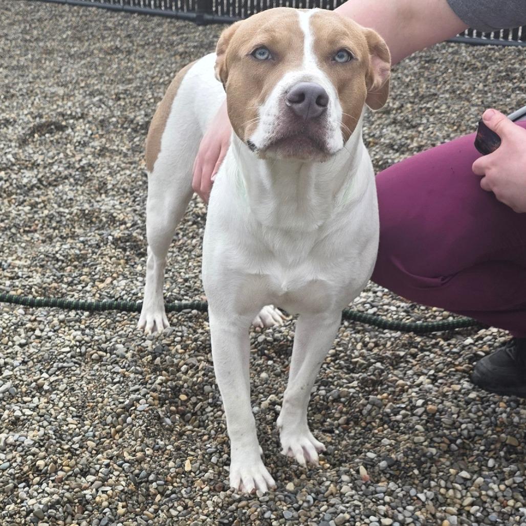 Enlarge Knibbles, a Adoptable Mixed Breed in Fort Wayne, IN image 6/6