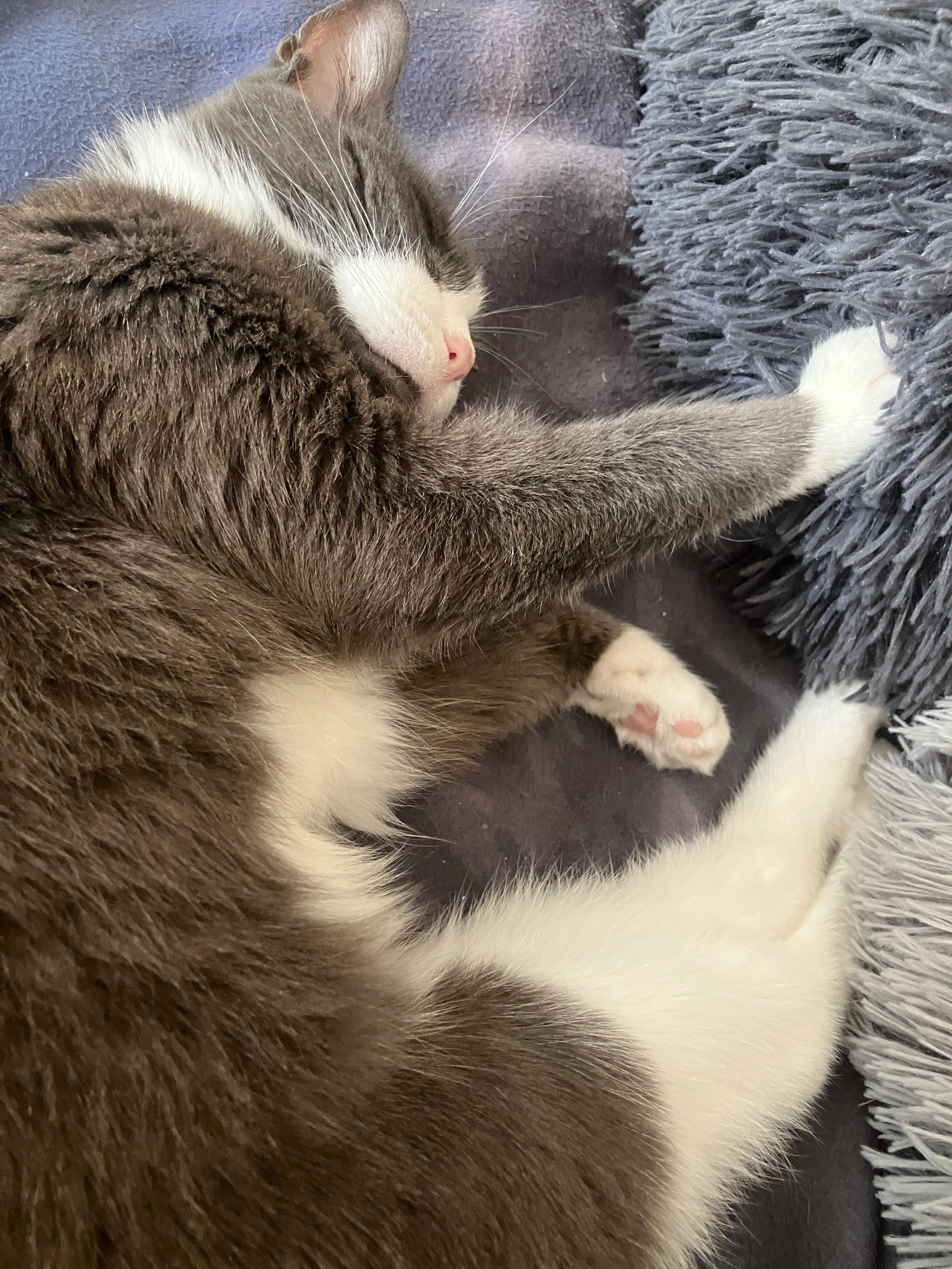 Enlarge Franny, a ADOPTABLE Domestic Short Hair in New York, NY image 2/3