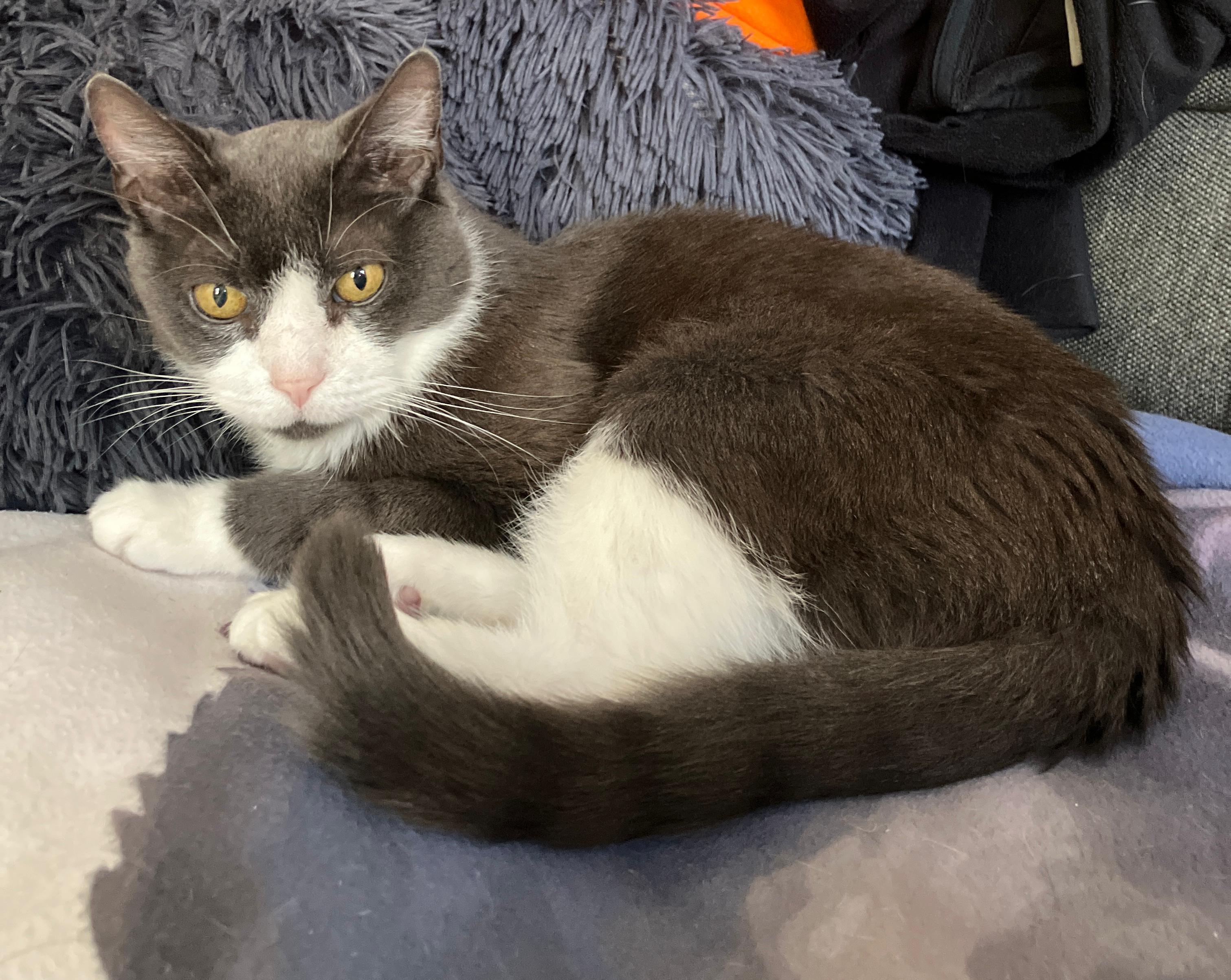 Enlarge Franny, a ADOPTABLE Domestic Short Hair in New York, NY image 1/3