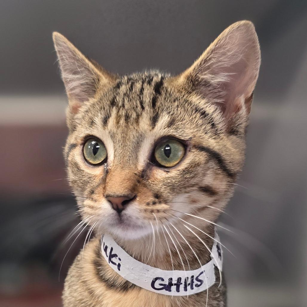 Yuki, Adoptable, Kitten Male Domestic Short Hair.