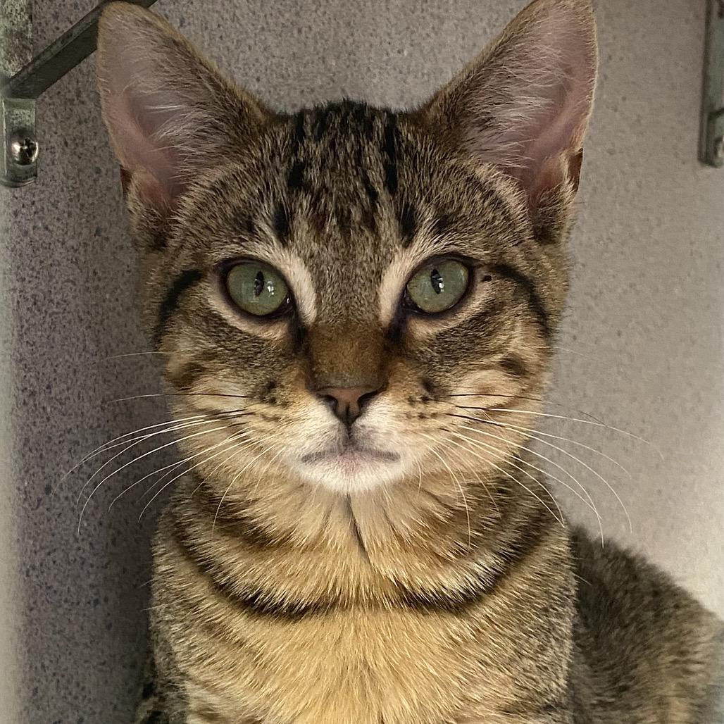 Enlarge Yuki, a Adoptable Domestic Short Hair in Huntsville, AL image 2/3