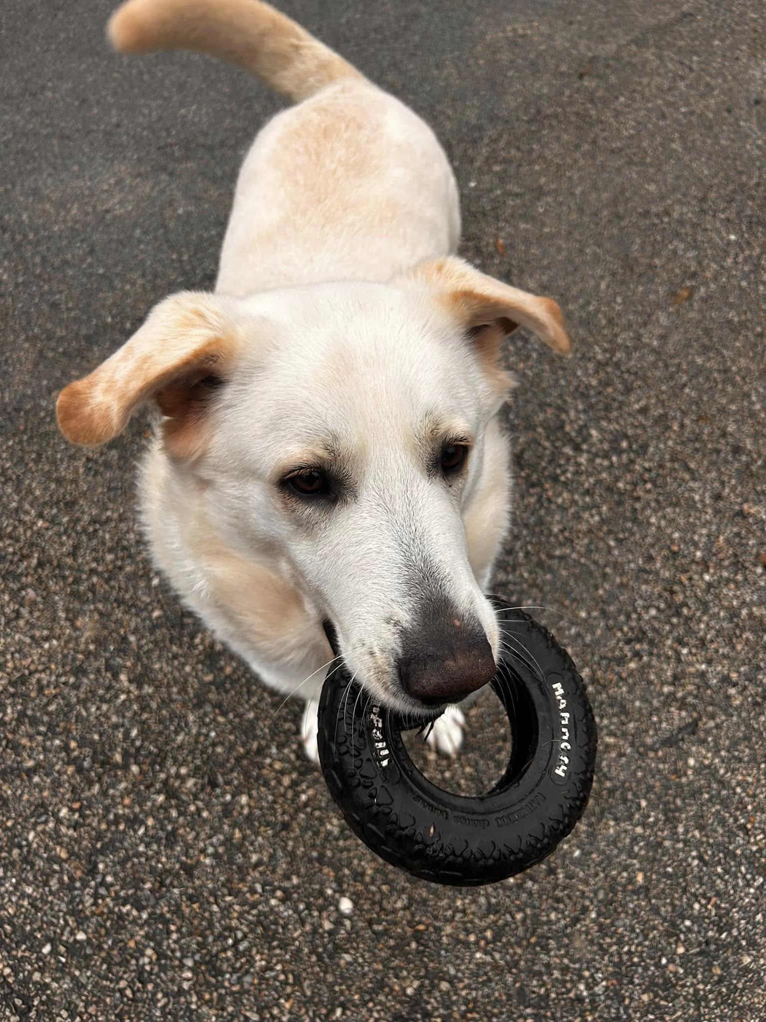 Mitch, an adoptable Anatolian Shepherd in Portland, ME, 04102 | Photo Image 3