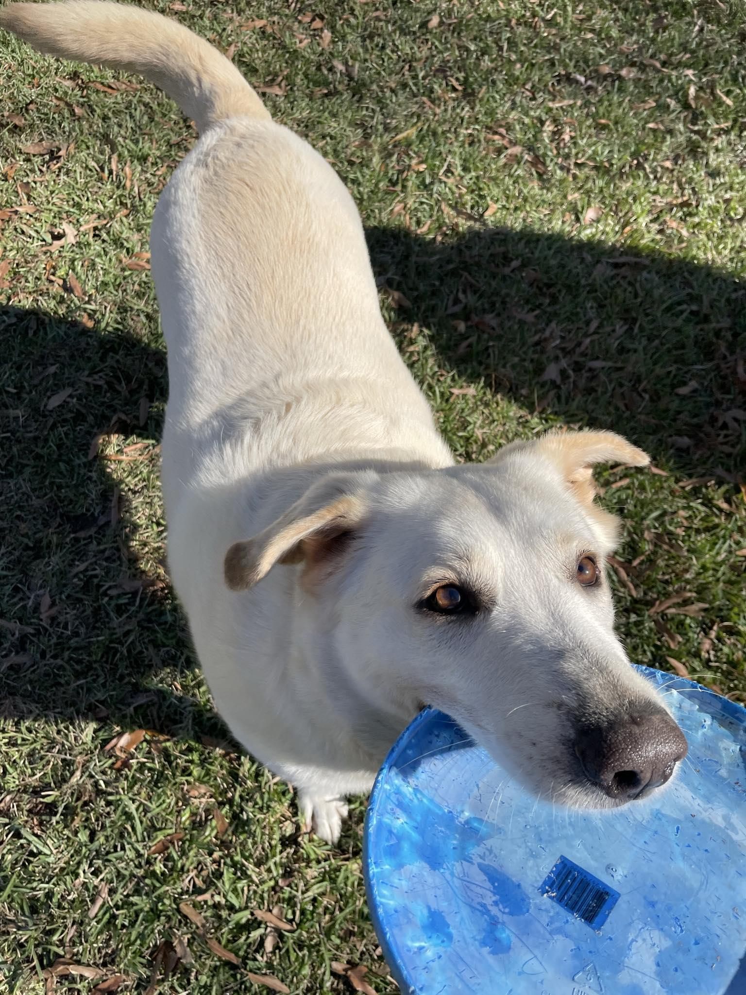 Mitch, an adoptable Anatolian Shepherd in Portland, ME, 04102 | Photo Image 5