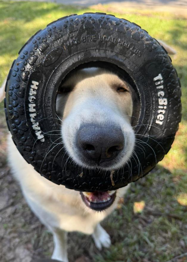 Mitch, an adoptable Anatolian Shepherd in Portland, ME, 04102 | Photo Image 1