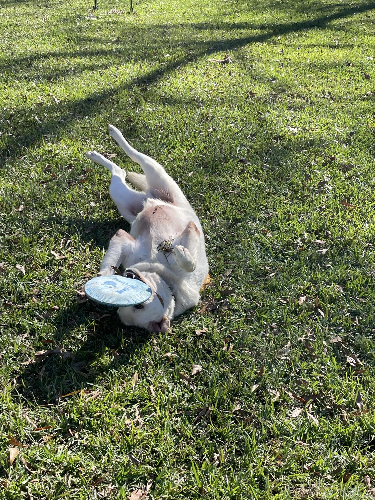 Mitch, an adoptable Anatolian Shepherd in Portland, ME, 04102 | Photo Image 4