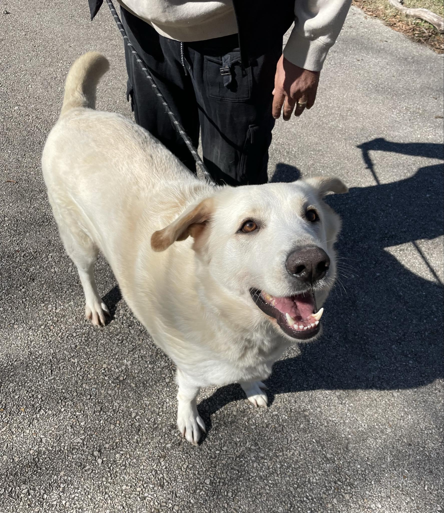 Mitch, an adoptable Anatolian Shepherd in Portland, ME, 04102 | Photo Image 2