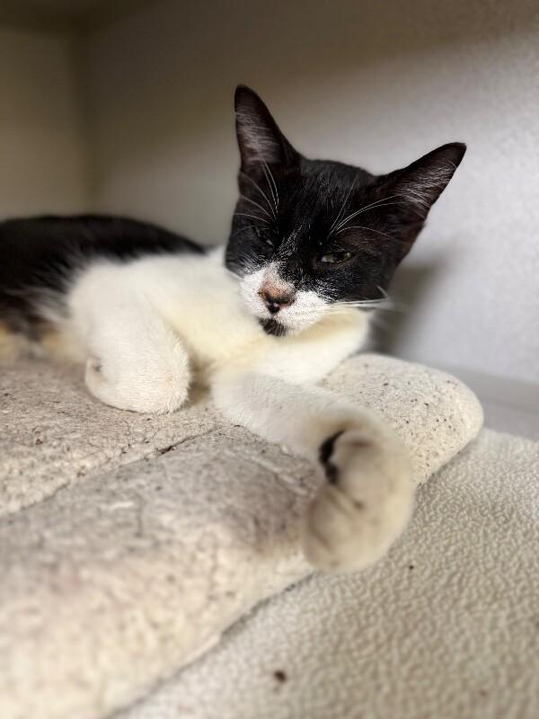 Trash Panda, a Adoptable mixed breed in Osseo, MI image 1/3