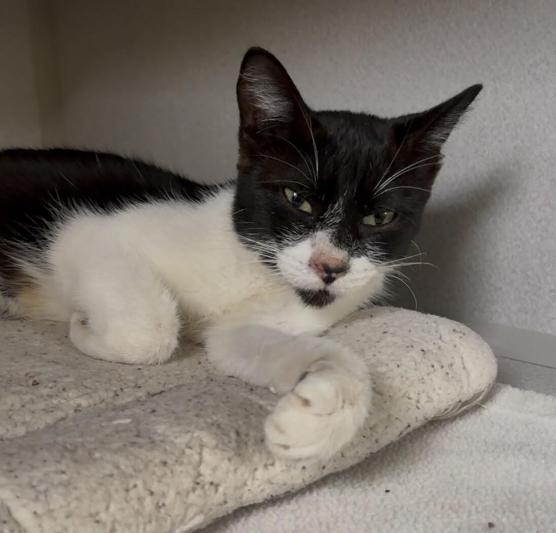 Trash Panda, a Adoptable mixed breed in Osseo, MI image 2/3