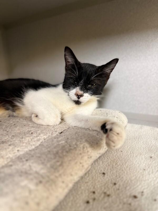 Trash Panda, a Adoptable mixed breed in Osseo, MI image 3/3