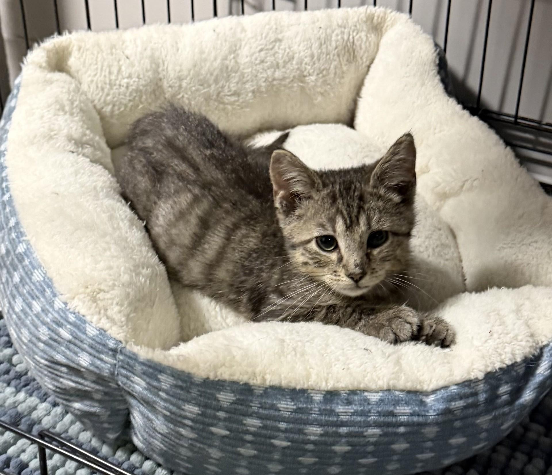 Luke, ADOPTABLE, Kitten Male Domestic Short Hair.