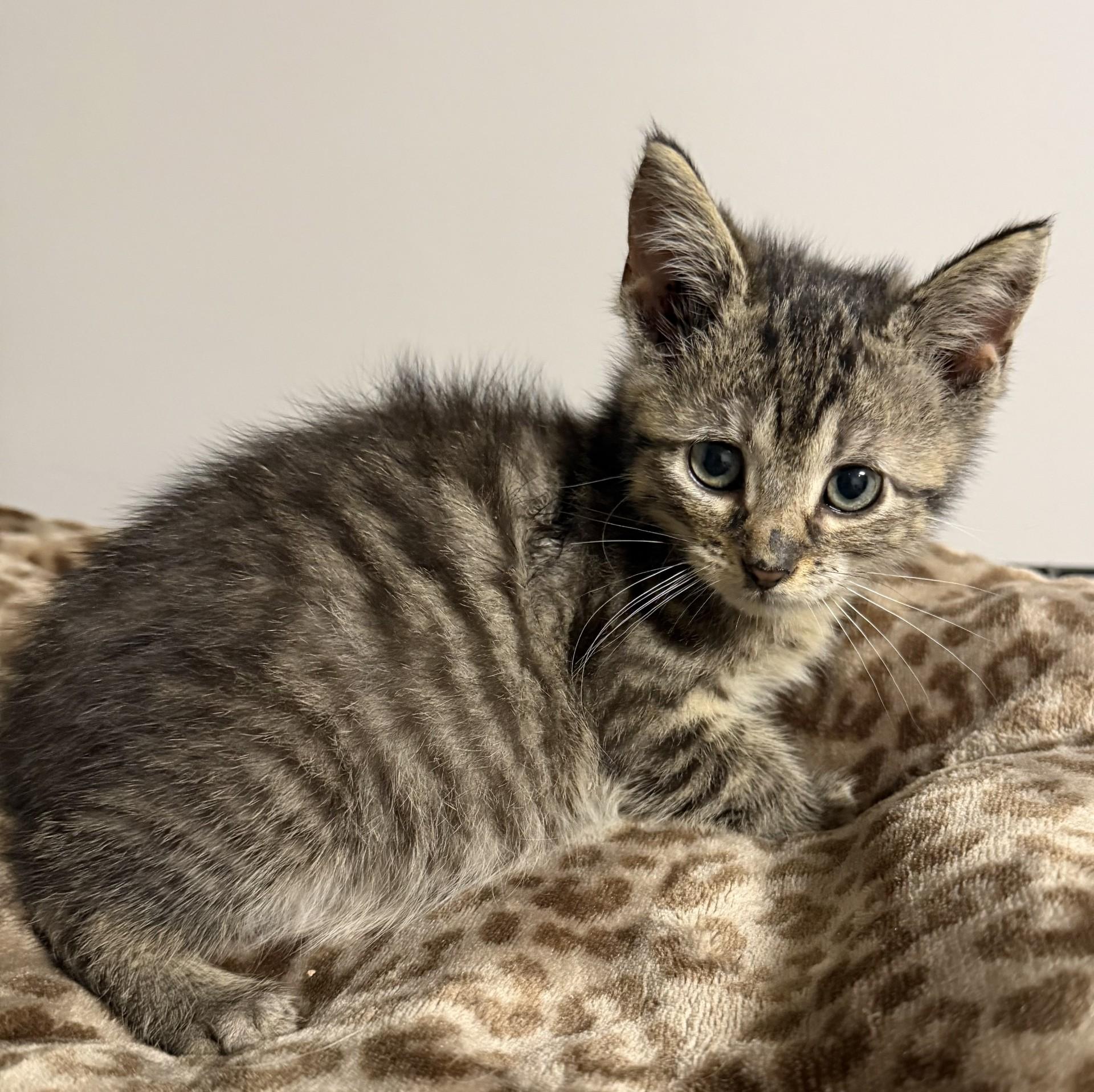 Enlarge Luke, a ADOPTABLE Domestic Short Hair in Grove, OK image 2/2