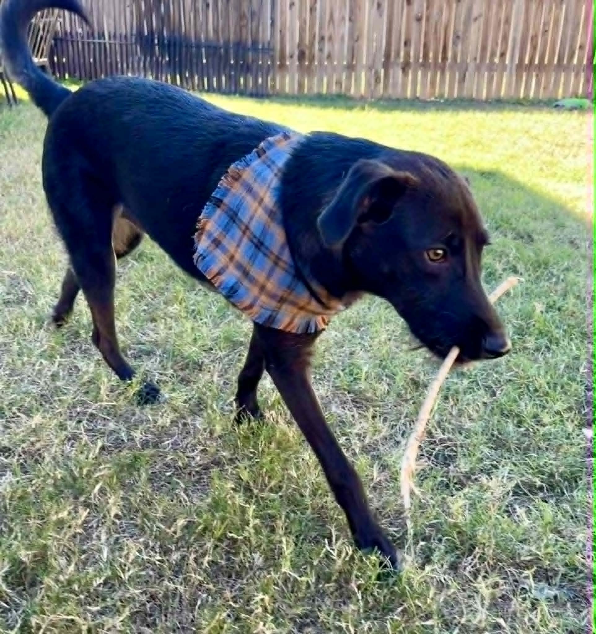 Styx McGhee, a ADOPTABLE mixed breed in Austin , TX image 1/6